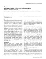 Review Biology of RANK, RANKL, and osteoprotegerin