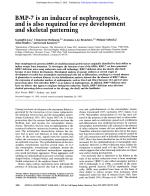 BMP-7 is an inducer of nephrogenesis, and is also required for eye development and skeletal patterning