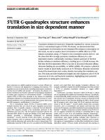 5′UTR G-quadruplex structure enhances translation in size dependent manner