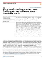 Wheat powdery mildew resistance gene Pm13 encodes a mixed lineage kinase domain-like protein