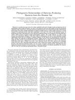 Phylogenetic Relationships of Butyrate-Producing Bacteria from the Human Gut