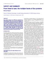SURVEY AND SUMMARY From head to toes: the multiple facets of Sox proteins