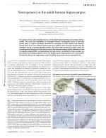 Neurogenesis in the adult human hippocampus