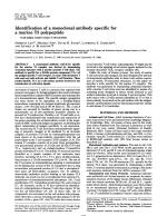 Identification of a monoclonal antibody specific for a murine T3 polypeptide