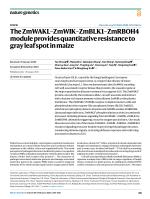 The ZmWAKL-ZmWIK-ZmBLK1-ZmRBOH4 module provides quantitative resistance to gray leaf spot in maize