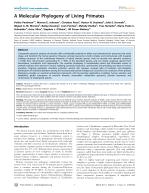 A Molecular Phylogeny of Living Primates