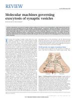 Molecular machines governing exocytosis of synaptic vesicles
