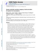 Single-nucleotide resolution mapping of m6A and m6Am throughout the transcriptome