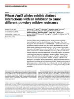 Wheat Pm55 alleles exhibit distinct interactions with an inhibitor to cause different powdery mildew resistance