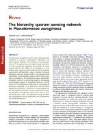 The hierarchy quorum sensing network in Pseudomonas aeruginosa
