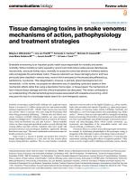 Tissue damaging toxins in snake venoms: mechanisms of action, pathophysiology and treatment strategies