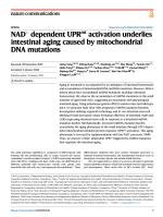 NAD+ dependent UPRmt activation underlies intestinal aging caused by mitochondrial DNA mutations