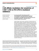 CAR affinity modulates the sensitivity of CAR-T cells to PD-1/PD-L1-mediated inhibition