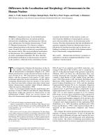Differences in the Localization and Morphology of Chromosomes in the Human Nucleus