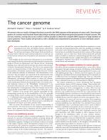 The cancer genome