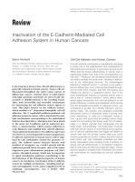 Inactivation of the E-Cadherin-Mediated Cell Adhesion System in Human Cancers