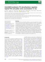OsALKBH9-mediated m6A demethylation regulates tapetal PCD and pollen exine accumulation in rice