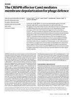 The CRISPR effector Cam1 mediates membrane depolarization for phage defence