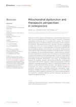 Mitochondrial dysfunction and therapeutic perspectives in osteoporosis