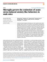 Microglia govern the extinction of acute stress-induced anxiety-like behaviors in male mice