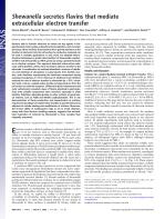 Shewanella secretes flavins that mediate extracellular electron transfer