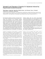 Activation and Cleavage of Caspase-3 in Apoptosis Induced by Experimental Cerebral Ischemia