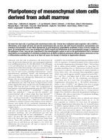 Pluripotency of mesenchymal stem cells derived from adult marrow