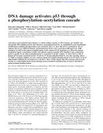 DNA damage activates p53 through a phosphorylation–acetylation cascade