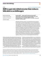 BilR is a gut microbial enzyme that reduces bilirubin to urobilinogen