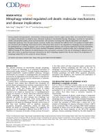 Mitophagy-related regulated cell death: molecular mechanisms and disease implications