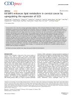 IGF2BP3 enhances lipid metabolism in cervical cancer by upregulating the expression of SCD