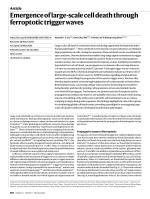 Emergence of large-scale cell death through ferroptotic trigger waves