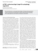 mTOR: a pharmacologic target for autophagy regulation