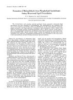 Formation of Malonaldehyde from Phospholipid Arachidonate during Microsomal Lipid Peroxidation