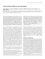 A Novel Human Opsin in the Inner Retina