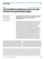 SGLT2 inhibition eliminates senescent cells and alleviates pathological aging