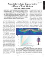 Tissue Cells Feel and Respond to the Stiffness of Their Substrate