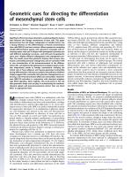 Geometric cues for directing the differentiation of mesenchymal stem cells