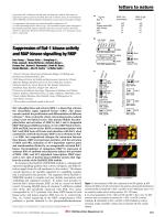 Suppression of Raf-1 kinase activity and MAP kinase signalling by RKIP