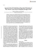 Agonist-Induced Endothelium-Dependent Relaxation in Rat Thoracic Aorta May Be Mediated through cGMP