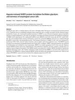 Hypoxia-induced SHMT2 protein lactylation facilitates glycolysis and stemness of esophageal cancer cells