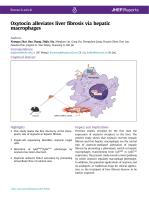 Oxytocin alleviates liver fibrosis via hepatic macrophages