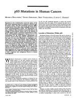 p53 Mutations in Human Cancers