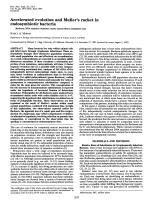 Accelerated evolution and Muller’s ratchet in endosymbiotic bacteria