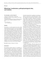 Mitophagy: mechanisms, pathophysiological roles, and analysis