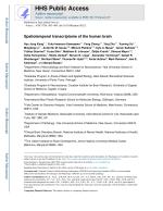 Spatiotemporal transcriptome of the human brain