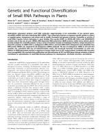 Genetic and Functional Diversification of Small RNA Pathways in Plants