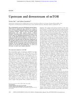 Upstream and downstream of mTOR