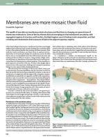 Membranes are more mosaic than fluid