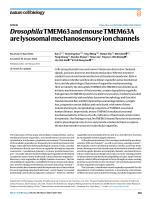 Drosophila TMEM63 and mouse TMEM63A are lysosomal mechanosensory ion channels